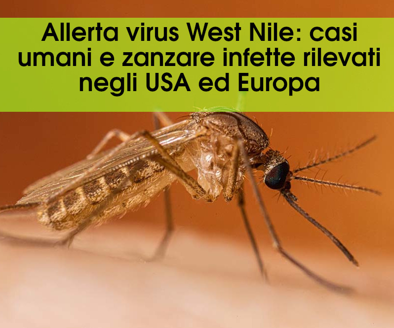Allerta virus West Nile: casi umani e zanzare infette rilevati negli USA ed Europa
